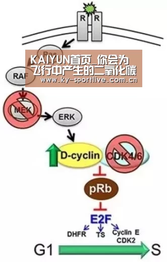 KAIYUN首页_你会为飞行中产生的二氧化碳支付额外的费用吗?(图1) 开云比分