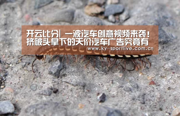 开云比分