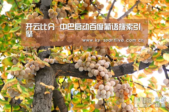开云比分-中巴启动百度葡语搜索引擎(图2) KAIYUN首页